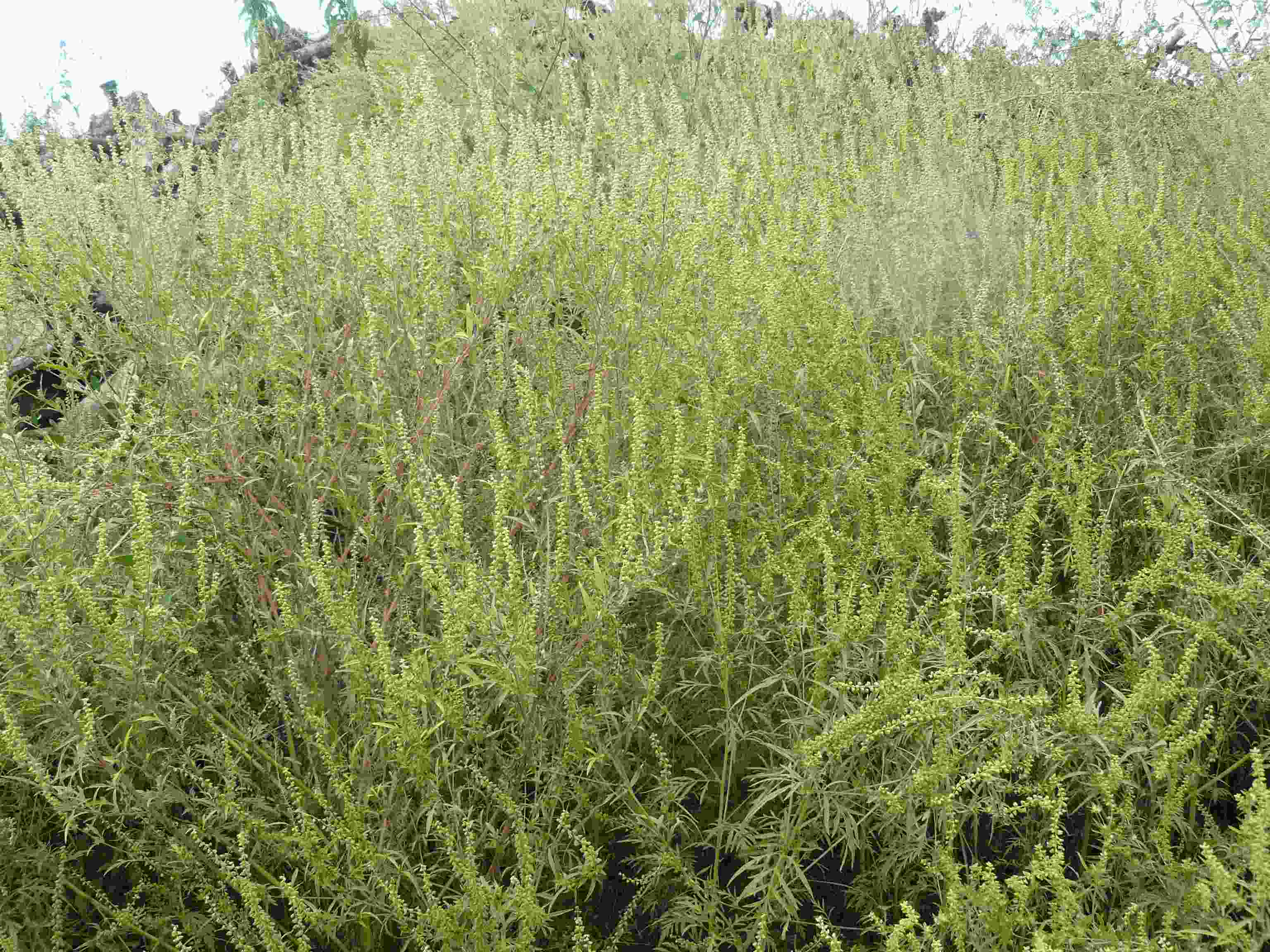 Ambrosia artemisiifolia? Ambrosia sp.